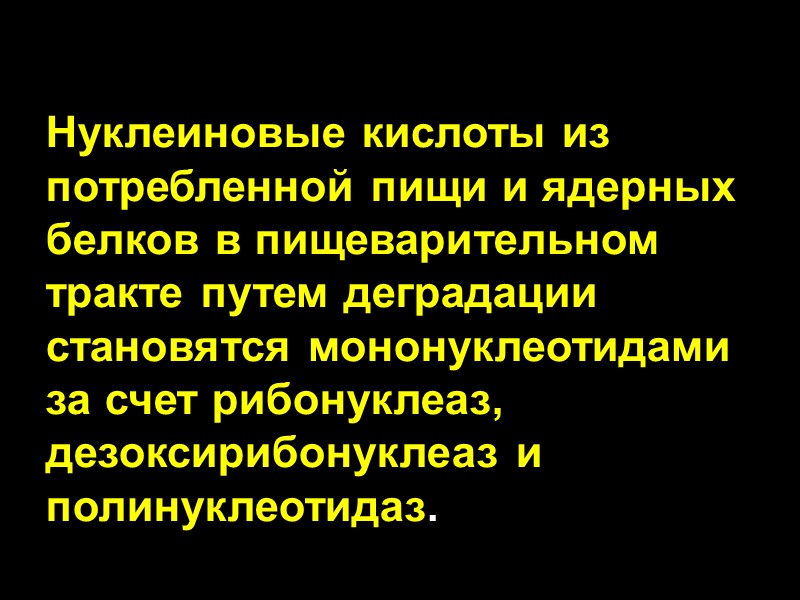 Нуклеиновые кислоты из потребленной пищи и ядерных белков в пищеварительном тракте путем деградации становятся